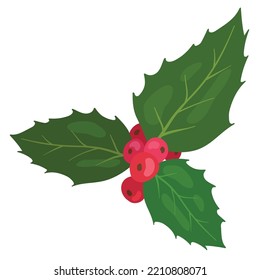 Holly ilex. Leaves and red berries. Hand drawn vector illustration. Suitable for website, stickers, postcards.