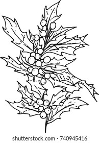 Holly illustration