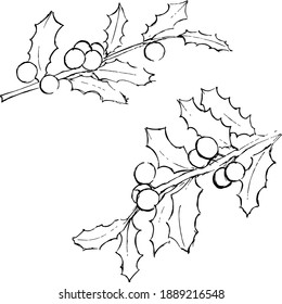 Holly ink illustration. Minimal simple leaves and berries drawings set. Texture monochrome style. Vector artworks set. 