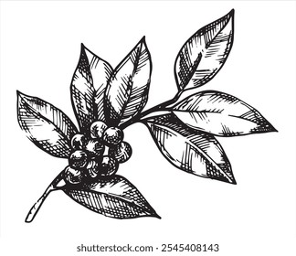 holly leaves and berries, Christmas plant. vector illustration in sketch style