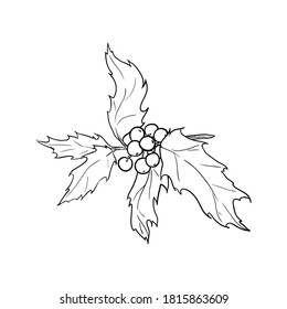 Holly, leaves and berries. Hand drawn vector illustration.
