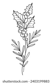 Holly Line Art. Holly outline Illustration. December Birth Month Flower. Holly outline isolated on white. Hand painted line art botanical illustration.