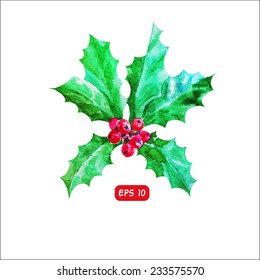 holly plant handdrawn vector