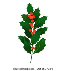 Holly brotando con bayas rojas. Vector elemento de decoración navideña de la rama de ilex holly con bayas rojas. Ilustración aislada en fondo blanco