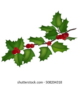 holly tree branch with red berries on white background