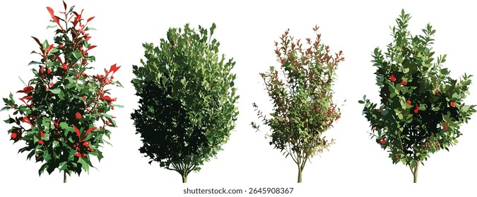 Conjunto de árvores Holly, Ilex aquifolium, Inglês holly, Europeu holly, Natal holly, coleção arbusto, árvores de rua isoladas recorte, ilustração vetorial, vegetação festiva, botânica, folhagem sazonal.