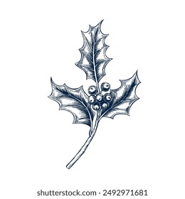 Holly twig botanical hand drawn Isolated vector illustration. Ilex sketch template for card design Christmas invitation, packaging, label, poster, party, holiday decor. Engraving style, twig banner