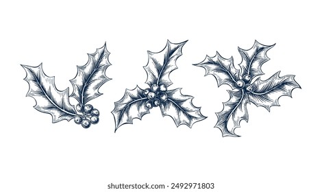 Holly twig Christmas set. Botanical hand drawn Isolated vector illustration. Sketch template for card design invitation, packaging, label, poster, party, holiday decor. Engraving style collection
