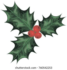 Holly Vector art 