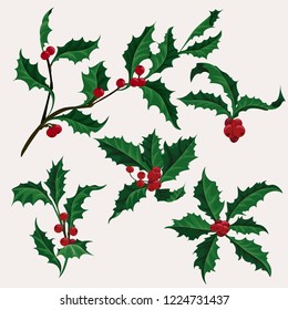 Holly vector clip art set of 5 Christmas plant with berry, winter holiday illustration 