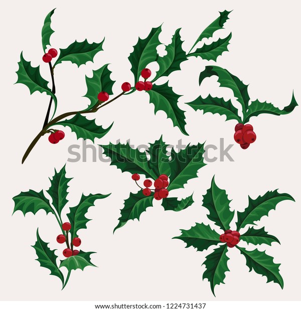 Holly Vector Clip Art Set 5 Stock Vector (Royalty Free) 1224731437