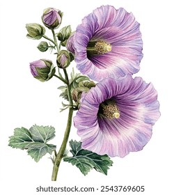 Hollyhock flower watercolor clipart illustration