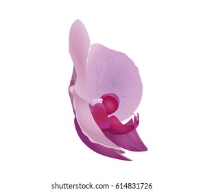 Hollyhock, summer flower
