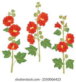 Hollyhocks, Alcea rosea, Gartenblume, Vektorgrafik von blühenden Pflanzen auf weißem Hintergrund, florales Element, handgezeichnete botanische Illustration