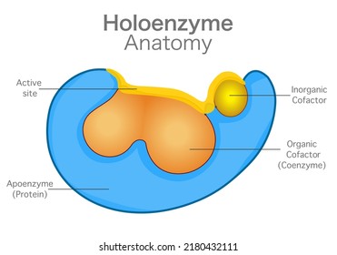 La holoenzima es un compuesto orgánico inactivo de peso molecular pequeño estable en el calor o un ión que se encuentra en la estructura de los cofactores. Diagrama de anatomía de sección. Partes, coenzima, apoenzima, sitio activo. Vector