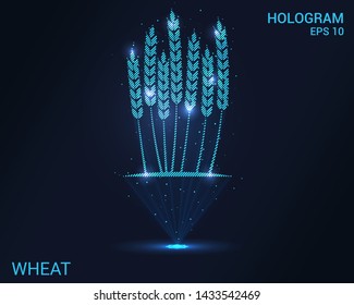 Hologram of wheat. Holographic projection of wheat stalks. Flickering energy flux of particles. Scientific design agriculture.