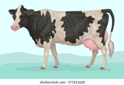 holstein black and white cow