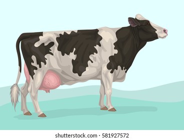 holstein black and white cow