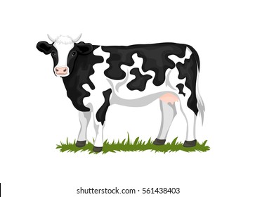 Holstein Black and white patched coated cow, isolated vector illustration