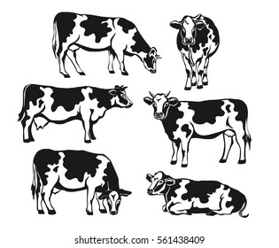Holstein cattle silhouette set. Cows front, side view, walking, lying, grazing, eating, standing