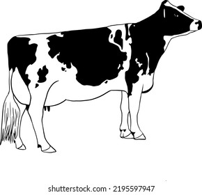 Holstein Cow Vector Drawing Black Lines Stock Vector (Royalty Free ...