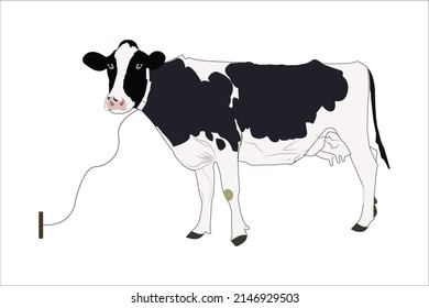 Holstein fresian black and white patched coat breed cattle set. Cows front, side view, walking, lying, grazing, eating, standing