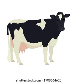 Holstein Friesian cow Breeds of domestic cattle Flat vector illustration Isolated object on white background set