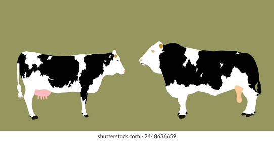 Holstein Friesian cow and bull couple vector illustration isolated on background. Farm animal mating love. Organic food pasture. Cow bull fresh meat.