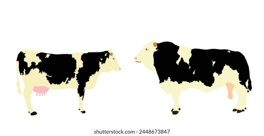 Holstein Friesian cow and bull couple vector illustration isolated on white background. Farm animal mating love. Organic food pasture. Cow bull fresh meat.