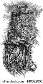 Holtenia Carpenteri which is a modern sponge with silicious skeletal structure and basal glass fibers for fixation, vintage line drawing or engraving illustration.
