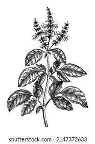 Holy Basil. Adaptogenic Plant Botanical Sketch. Hand-sketched Holy Basil Illustration. Great For Traditional Medicine, Cosmetology, Ayurveda, And Clinical Research Design. Natural Adaptogen Drawing