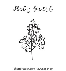 Holy basil. Floral. Icon. Outline illustration.
