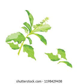  Holy Basil Leave Holy Basil Or Tulsi Leaves Isolated