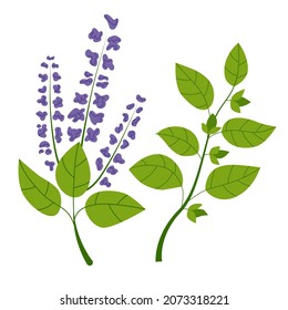 Holy basil plants with purple flowers and green leaves. Isolated drawing on white background. Flat vector illustration.