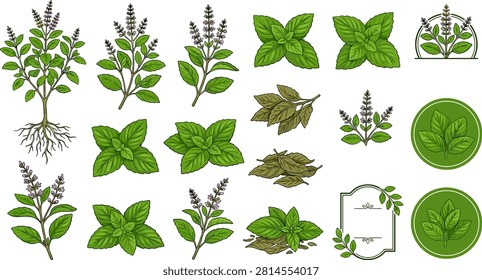 Holy Basil Tulsi Botanical Icon Vector Set Featuring Fresh Mint Leaves Purple Flower Stalks Dried Herbs