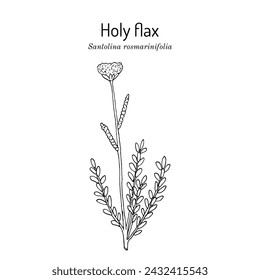 Holy Flax (Santolina rosmarinifolia), edible and edging  plant. Hand drawn botanical vector illustration