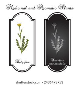 Holy flax (Santolina rosmarinifolia), edible plant. Hand drawn botanical vector illustration