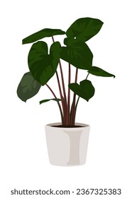 Homalomena rubescens, King of heart in a pot, houseplant, Vector cartoon style, houseplant, Ornamental plant