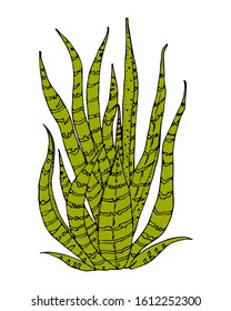 Home cactus plants or flower. Cozy cute element. Exotic or tropical succulent with prickles. Engraved hand drawn in old sketch and vintage doodle style.