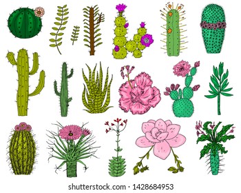 Home cactus plants and flowers. Set of cozy cute elements. Collection of Exotic or tropical succulents with prickles. Engraved hand drawn in old sketch and vintage doodle style.