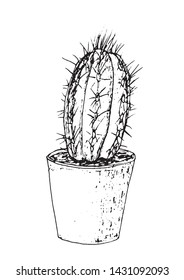 Home cactus in a pot sketch. Hand-drawn.