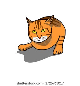 home cat pet animal vector illustration