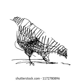 home chicken, cock. graphic drawing.
