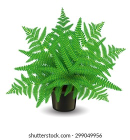 Home fern isolated on white. Vector illustration