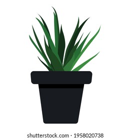 home flower, plant in a pot, Vector realistic succulent in a pot. Ornamental houseplant. Vector illustration