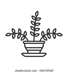 Home flower in a pot