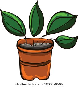 Flor casera en una olla, ilustración, vector sobre un fondo blanco.