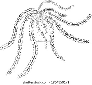 Home flower vector graphics black and white