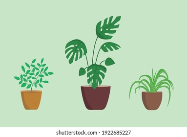 Home Flowerpots. Pot Plants Set. Lemon Tree, Chlorophytum Crested, Monstera Deliciosa. Set Of Flat Vector Illustrations