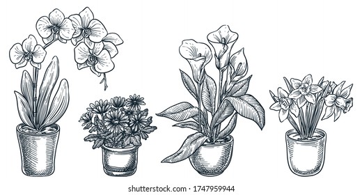 Home flowers and plants in pots, isolated on white background. Vector hand drawn sketch illustration of potted blooming houseplants. House room floral decoration design elements